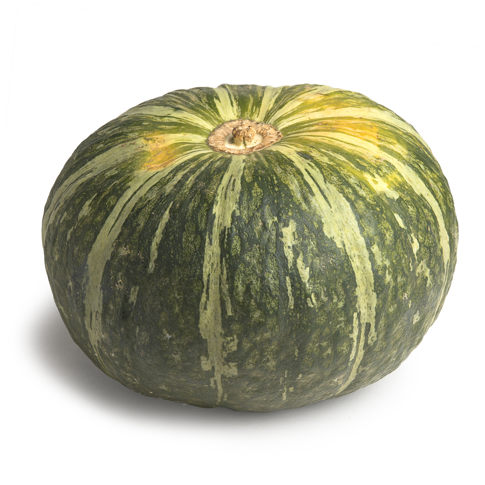 ZUCCA DELICA