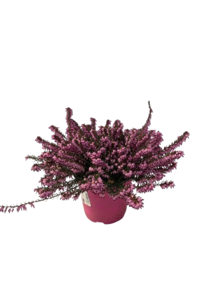 Erika, Vaso 14 cm