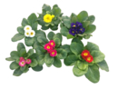 Primula Vulgaris Vaso 10 cm, colori assortiti