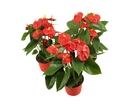 Anthurium, Vaso 14 cm