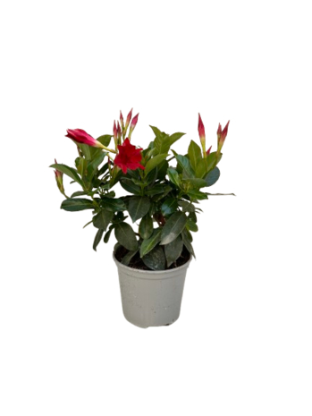 Dipladenia Sundaville, Vaso 14 cm