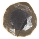 PerLa Festa Tovaglia Rotolo 1,20x6 mt 1 pz