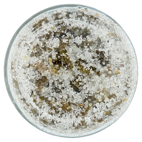 Capperi Sotto Sale U!