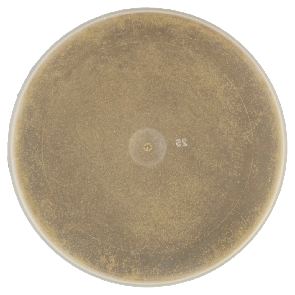 Ubena Insaporitore per Carni Ricetta Classica 90 g