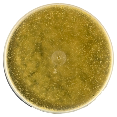 Ubena Insaporitore per Pesce con Limone e Timo 80 g