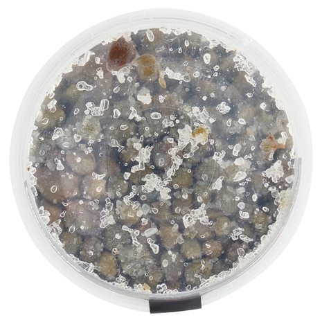 Capperi al Sale Il Viaggiator Goloso