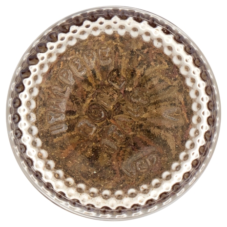 Italpepe Timo Foglie 10 g