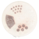 Italpepe Aromito barbecue Affumicato Piccante 100 g